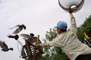 Dove – Flying Contest – An Historical Yearning For Peace ảnh 3 Dove – Flying Contest – An Historical Yearning For Peace ảnh 3